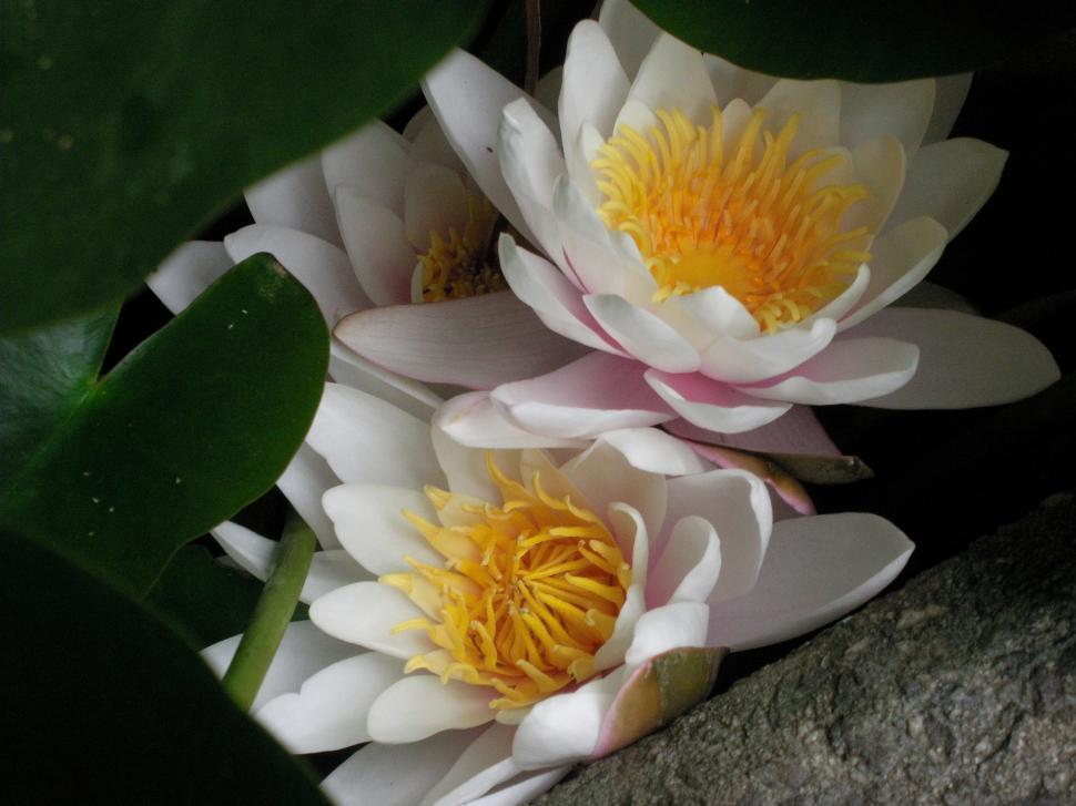 Free Image of Two Water Lilies  