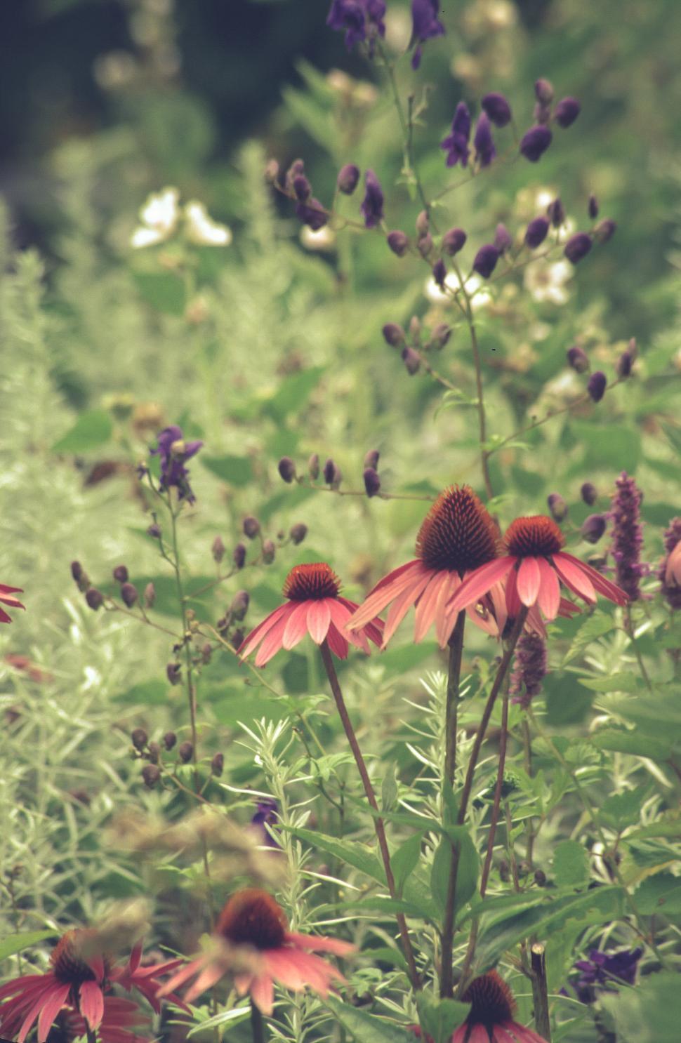Free Image of Pink Coneflower 
