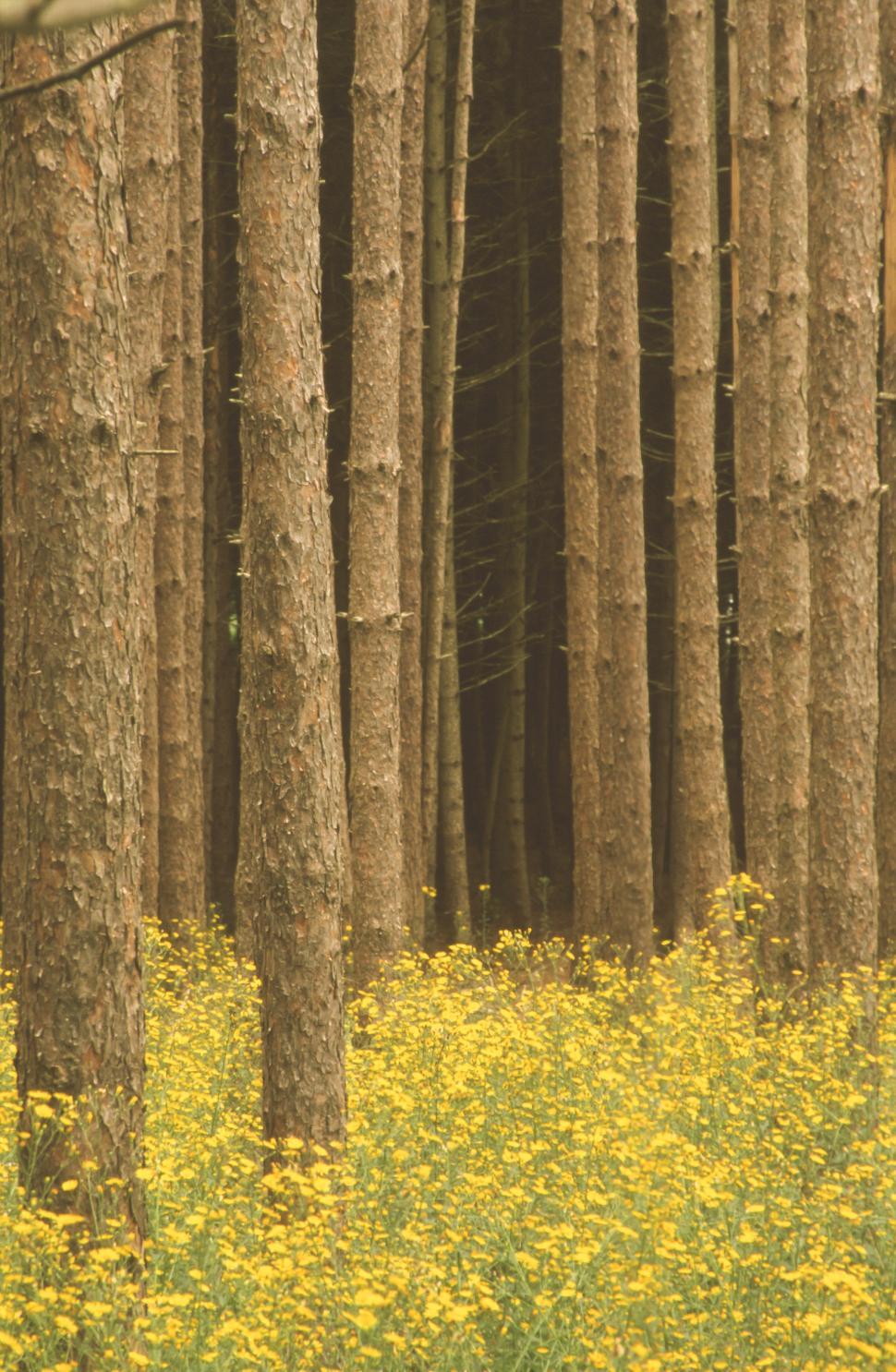 Free Image of Tree Trunks and Bulbous Buttercup Flowers Background 