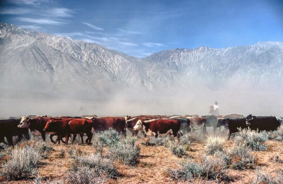 Free Image of Cattle drive 