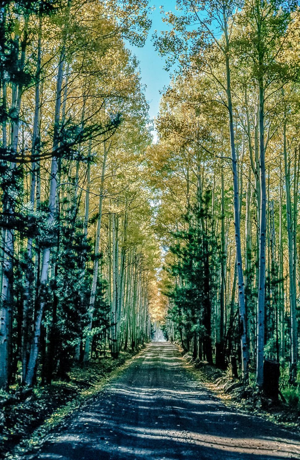 Free Image of Road though Aspen Forest 