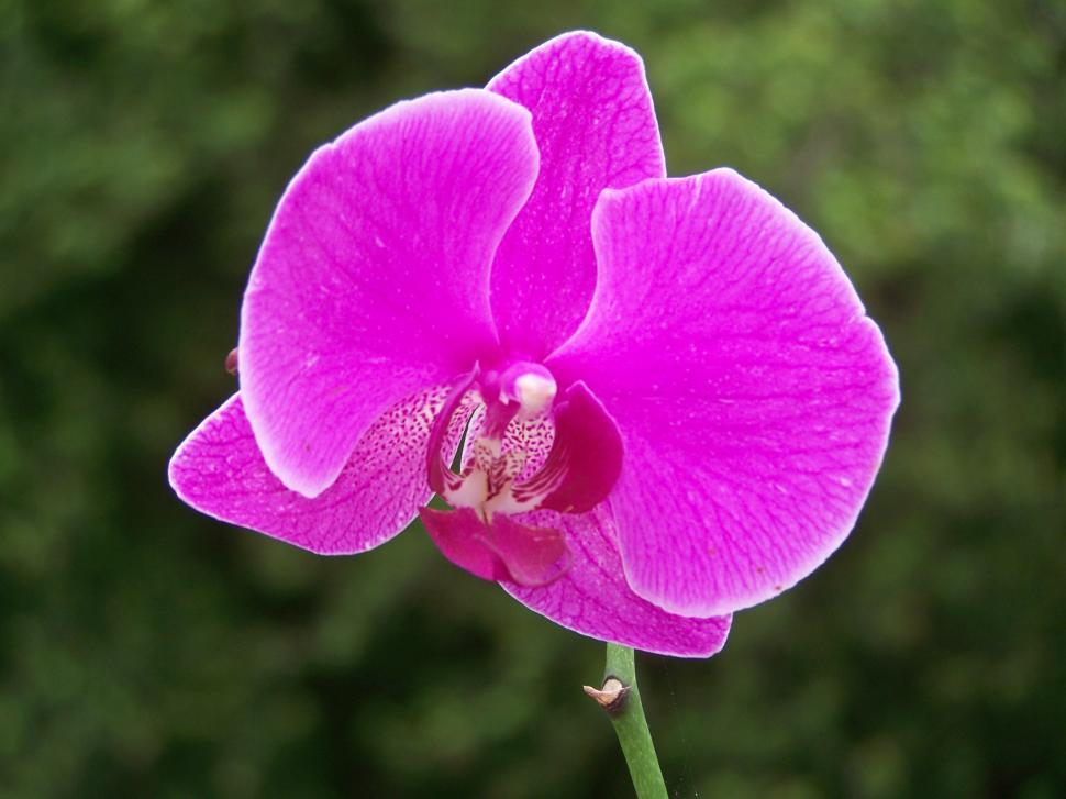 Free Stock Photo of Orchid | Download Free Images and Free Illustrations