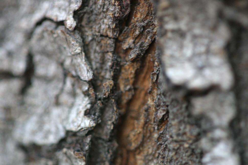 Free Stock Photo of Tree bark Download Free Images and Free Illustrations