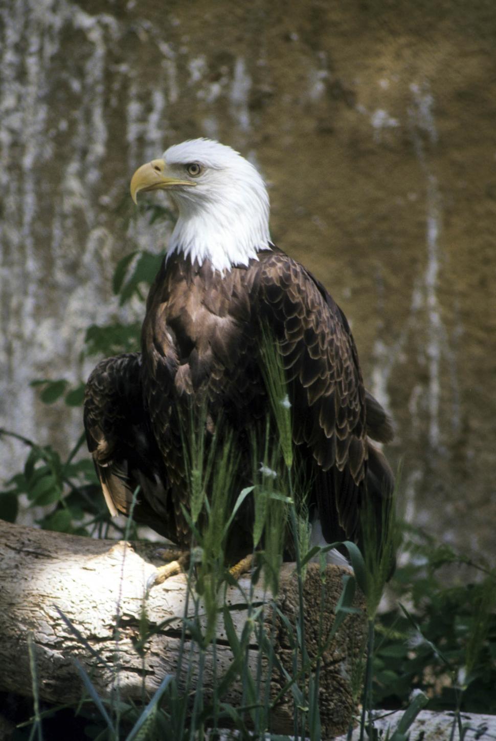 Free Image of Bald eagle 