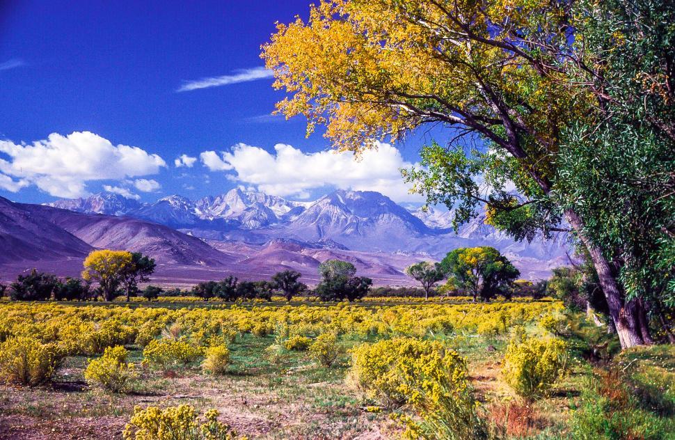 Free Stock Photo Of Inyo National Forest | Download Free Images And ...