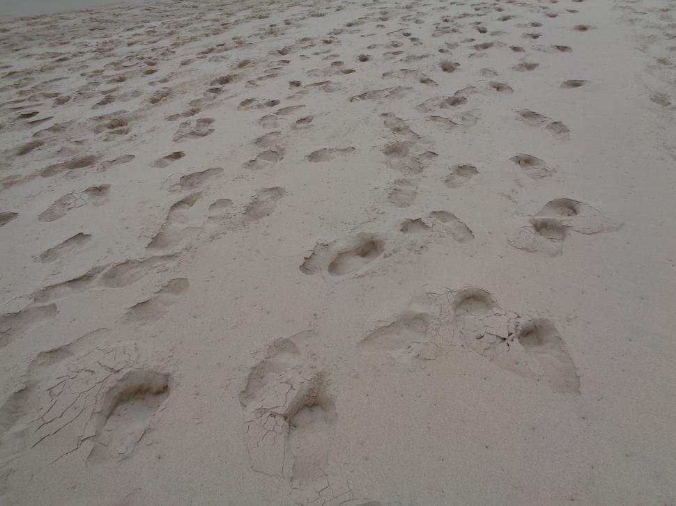 Free Image of Walking on the beach  