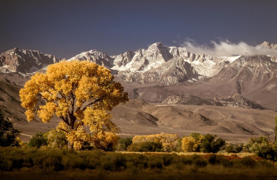 Free Image of Cottonwood trees in autumn 