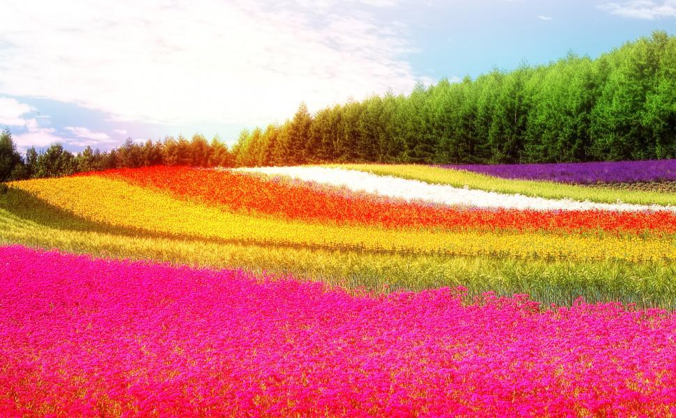 colorful flowers field