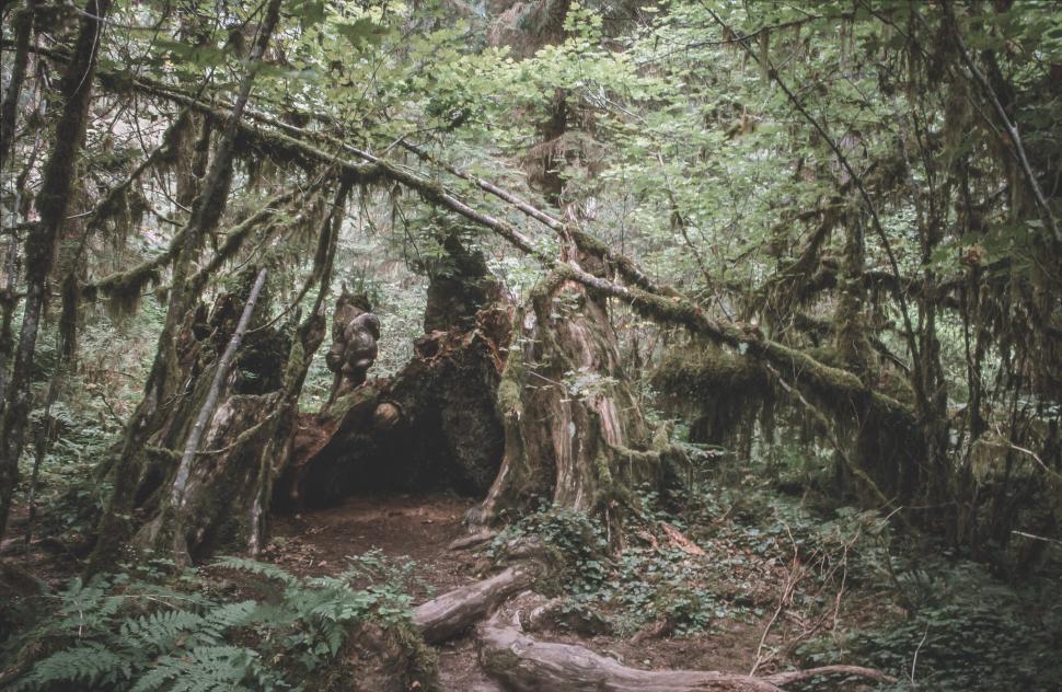 Free Image of Olympic National Forest forest floor 