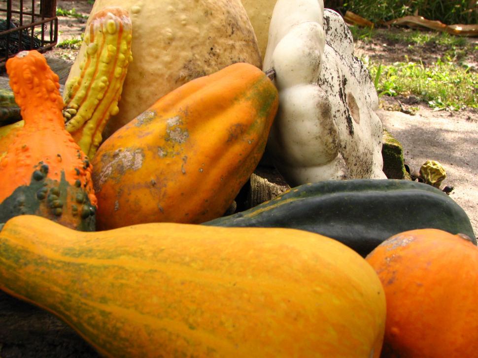 Free Image of Fall Decor 