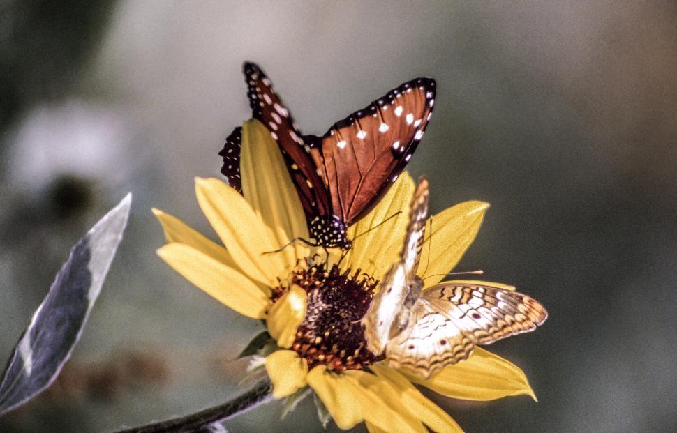 Free Image of Two butterflies on a flower 