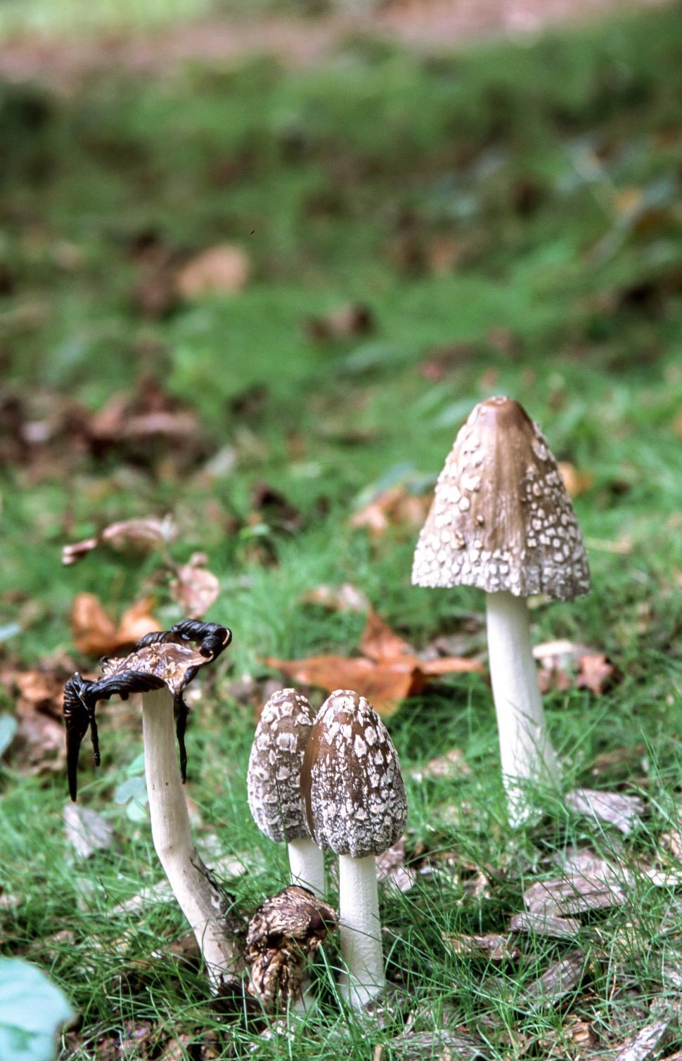 Coprinus comatus