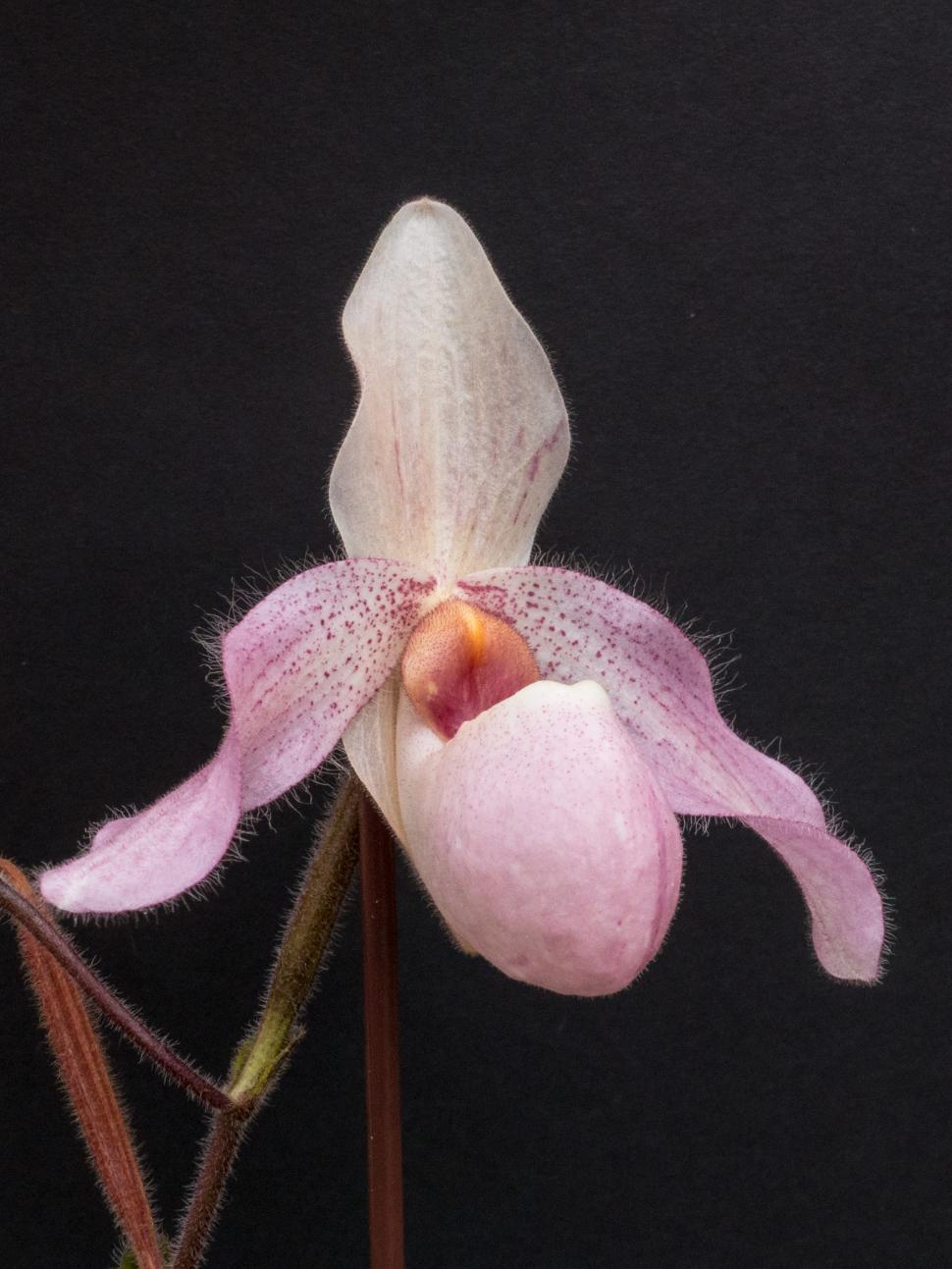 Free Image of Pink Lady Slipper Orchid  