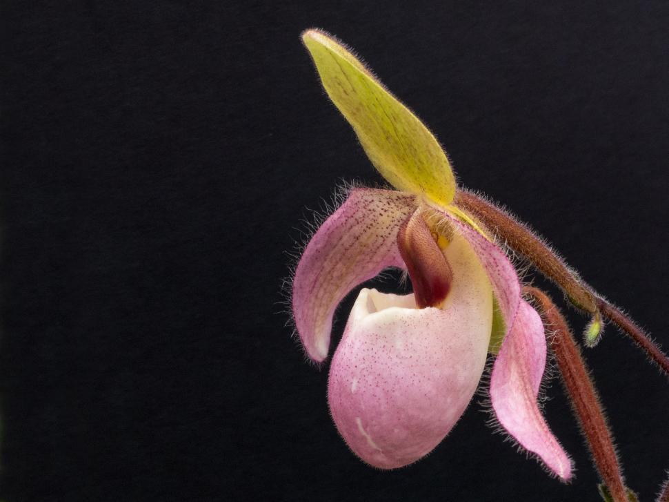 Free Image of Pink Lady Slipper Orchid Flower on Black 