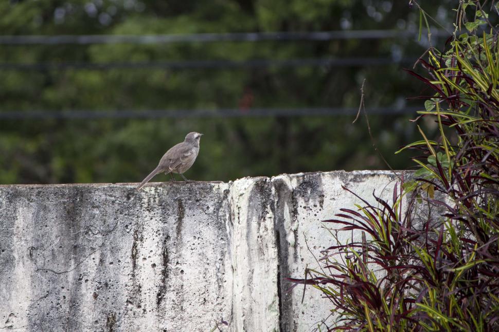 Free Image of Bird on wall 