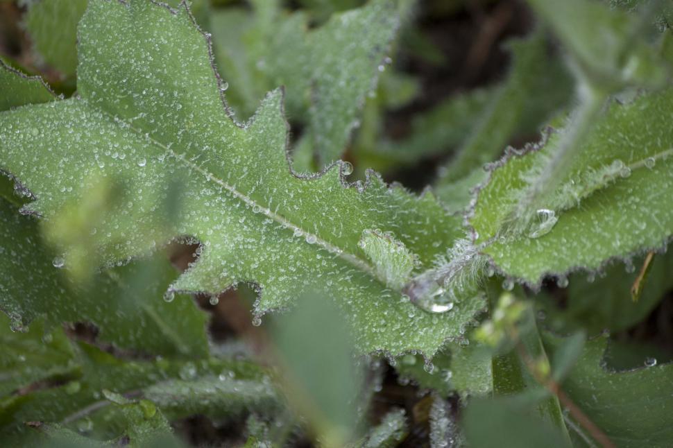 Free Image of Close Up of Leaf With Water Droplets 