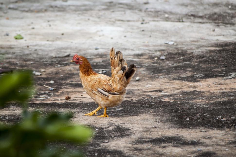 Free Stock Photo of Chicken walking on concrete ground Download Free