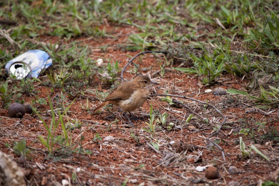 Free Stock Photo of Birdie surrounded by garbage | Download Free Images ...