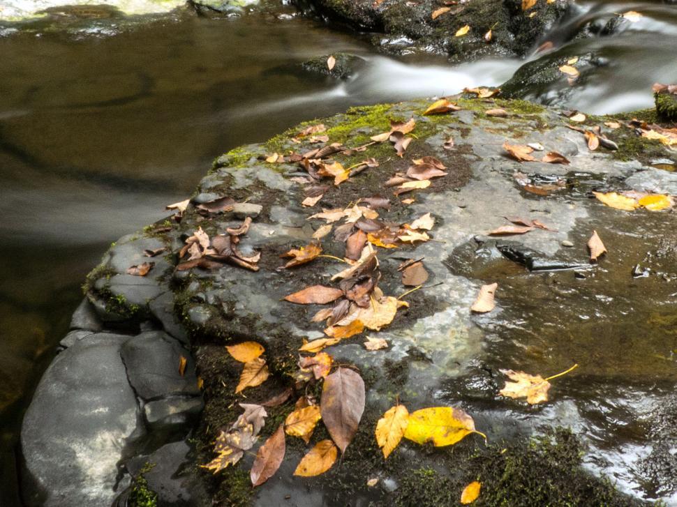 Free Stock Photo of Autumn Leaves on Rock | Download Free Images and ...