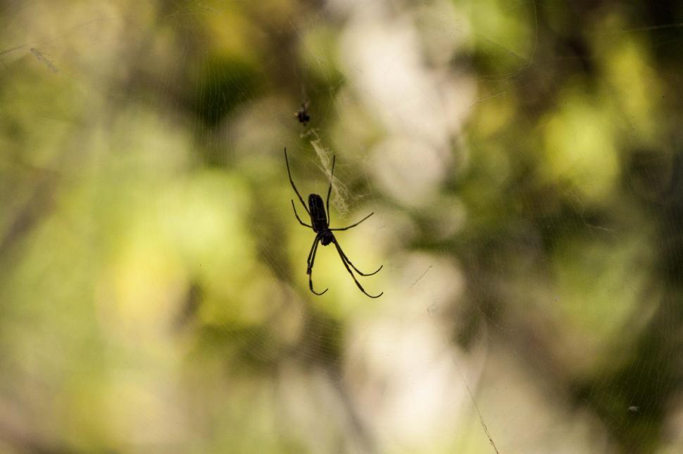 Free Image of Spider on web 