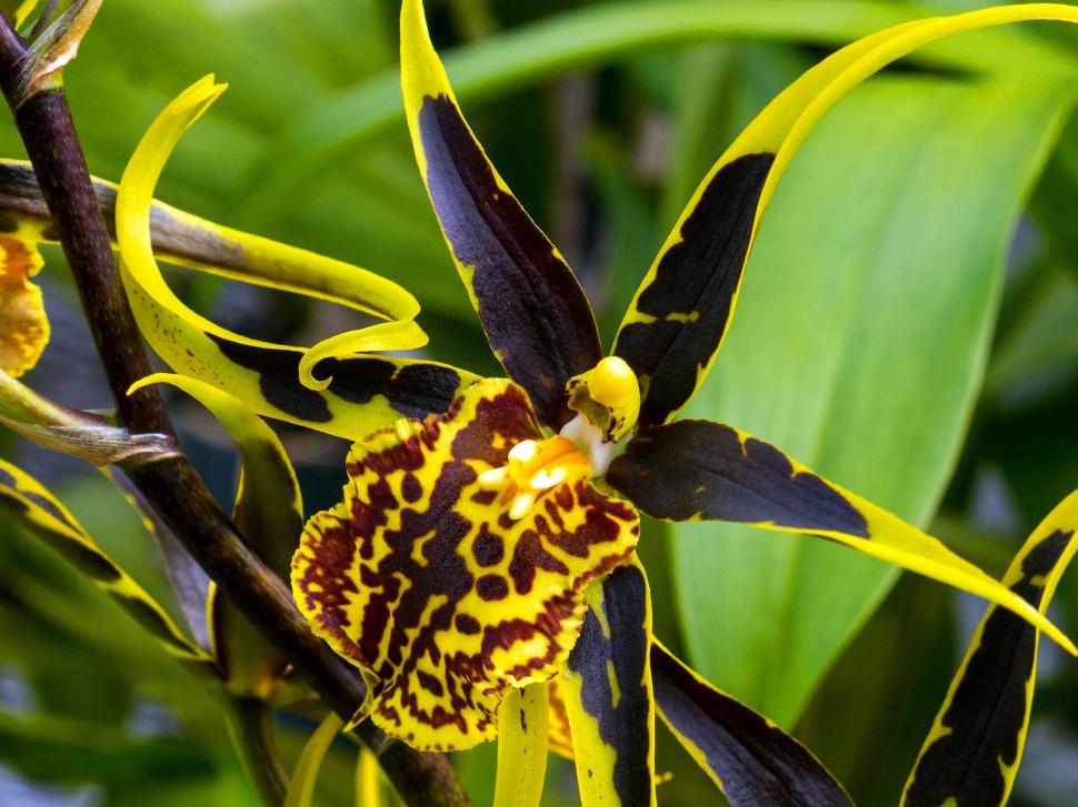 Free Stock Photo Of Yellow And Brown Spider Orchid Flower Closeup