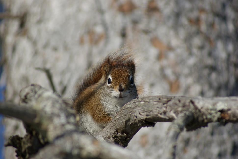 Free Image of Squirrels 