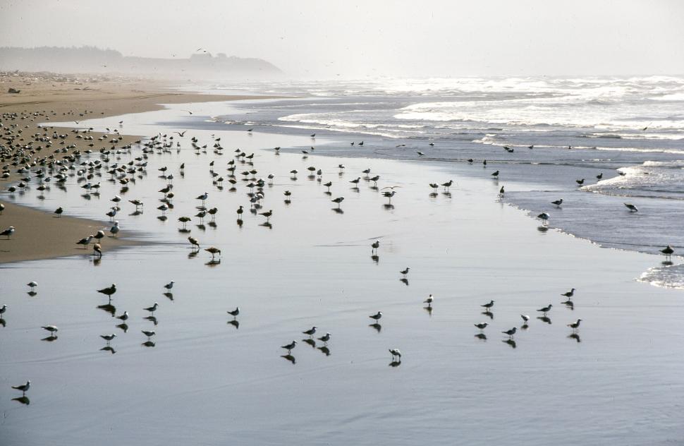 Free Image of Seabirds 