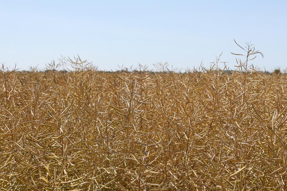 Free Image of Field of Tall Grass Under Blue Sky 