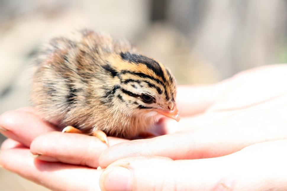 Free Image of Small Bird Perched on Persons Hand 