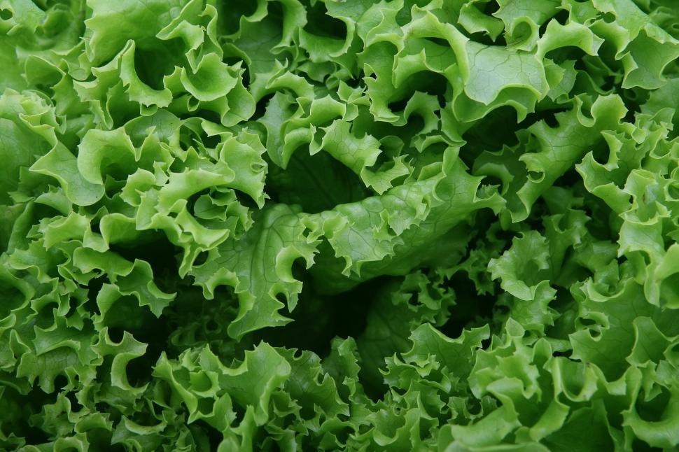 Free Image of Close Up of a Green Leafy Plant 