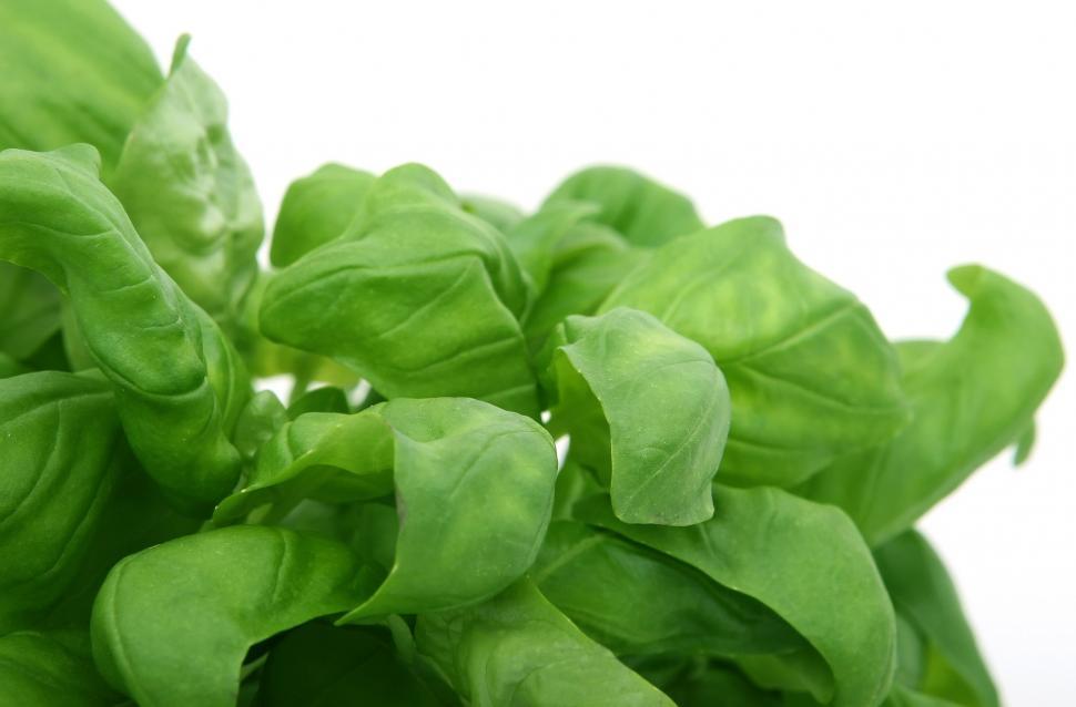 Free Image of Cluster of Green Leaves in Close-Up 