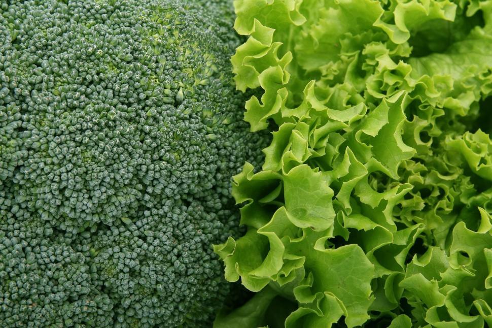 Free Stock Photo of Broccoli and lettuce Download Free Images and