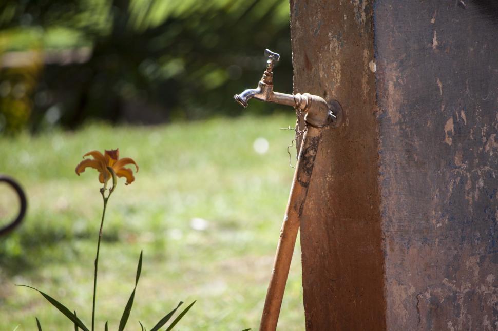 Free Image of Flower and faucet 