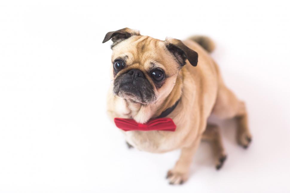 Free Image of Pet Dog Looking Up 