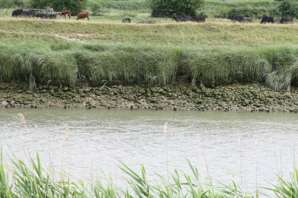 Free Image of Herd of Cattle Grazing on Lush Green Field 