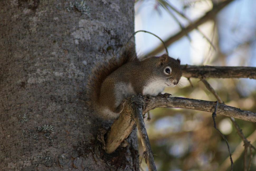 Free Stock Photo of Squirrels | Download Free Images and Free Illustrations