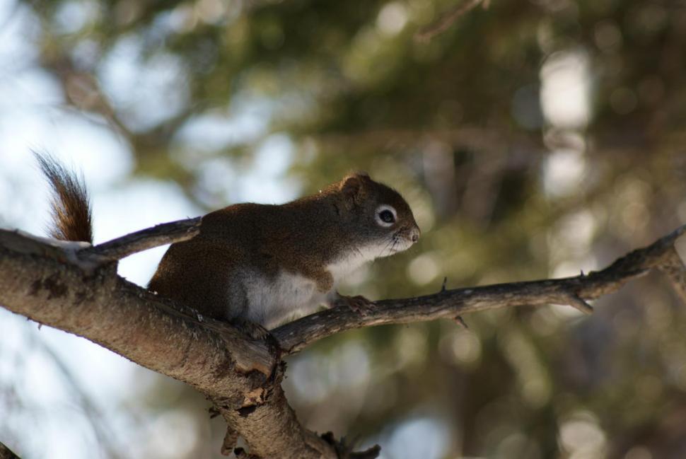 Free Stock Photo of Squirrels | Download Free Images and Free Illustrations