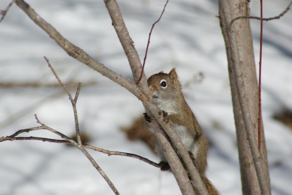 Free Stock Photo of Squirrels | Download Free Images and Free Illustrations