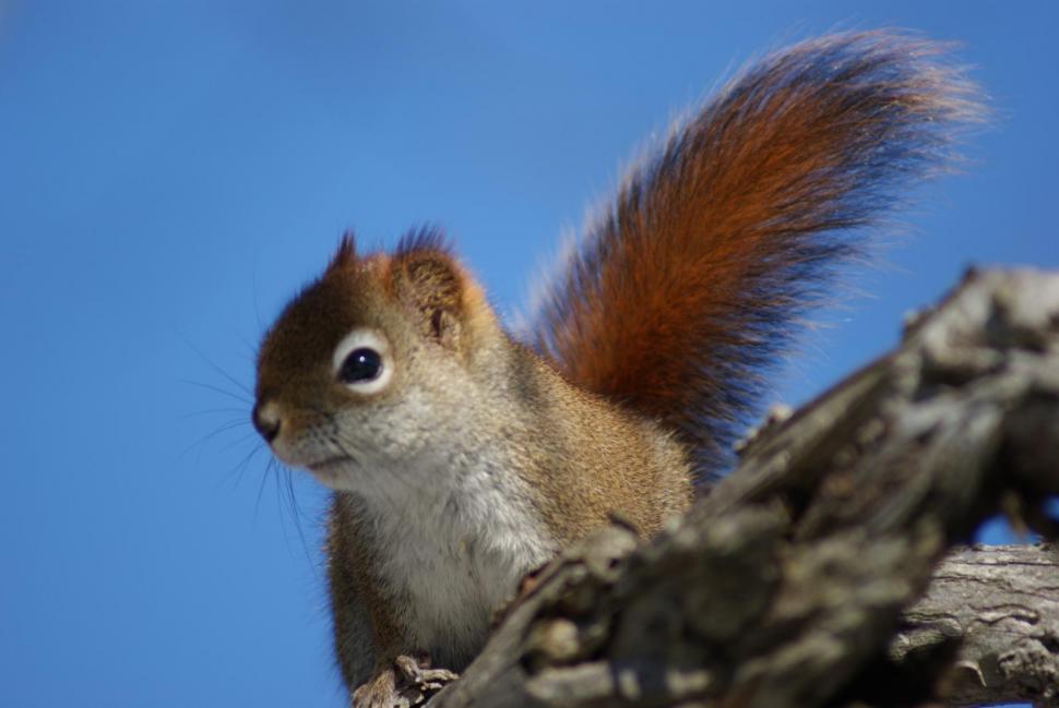 Free Stock Photo of Squirrels | Download Free Images and Free Illustrations