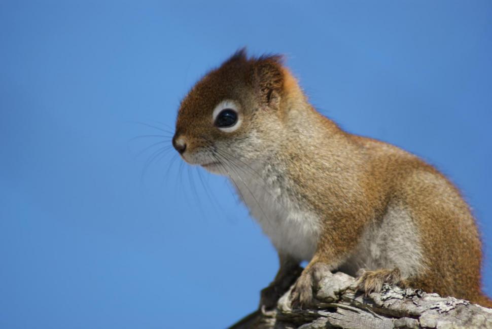 Free Stock Photo of Squirrels | Download Free Images and Free Illustrations