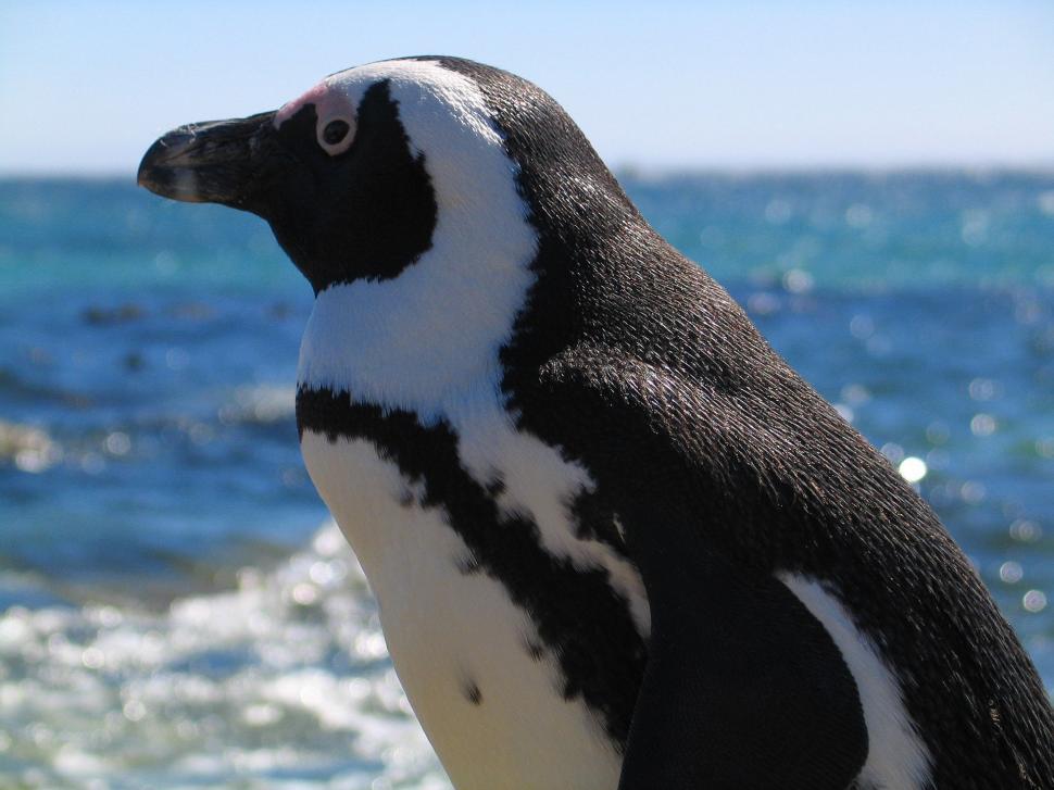 Free Image of Black and White Penguin Standing on the Beach 