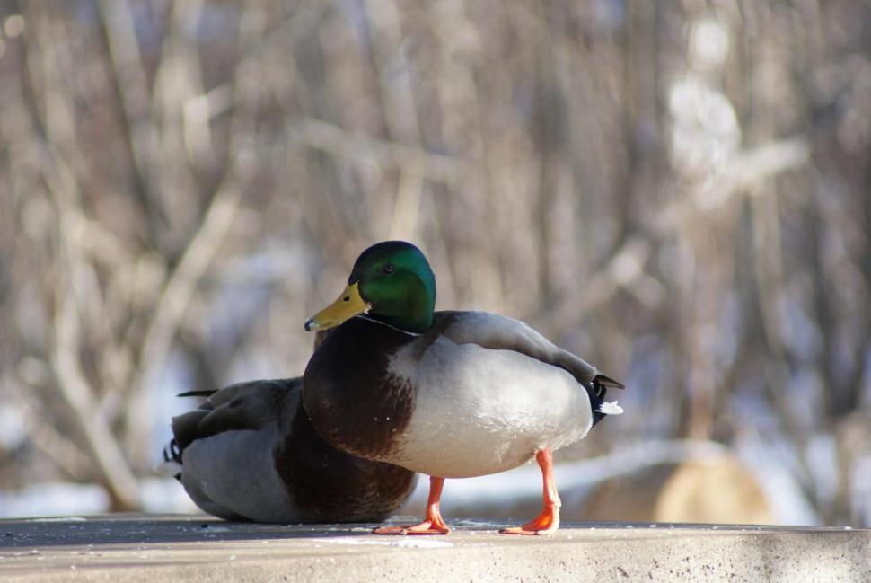 Free Image of Ducks 