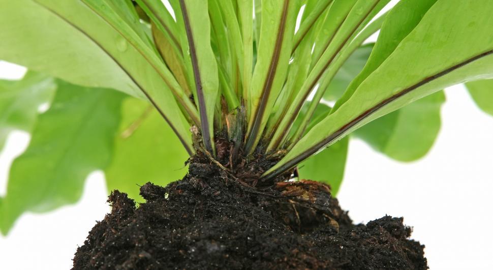 Free Stock Photo of Close Up of Plant With Dirt on Ground | Download ...