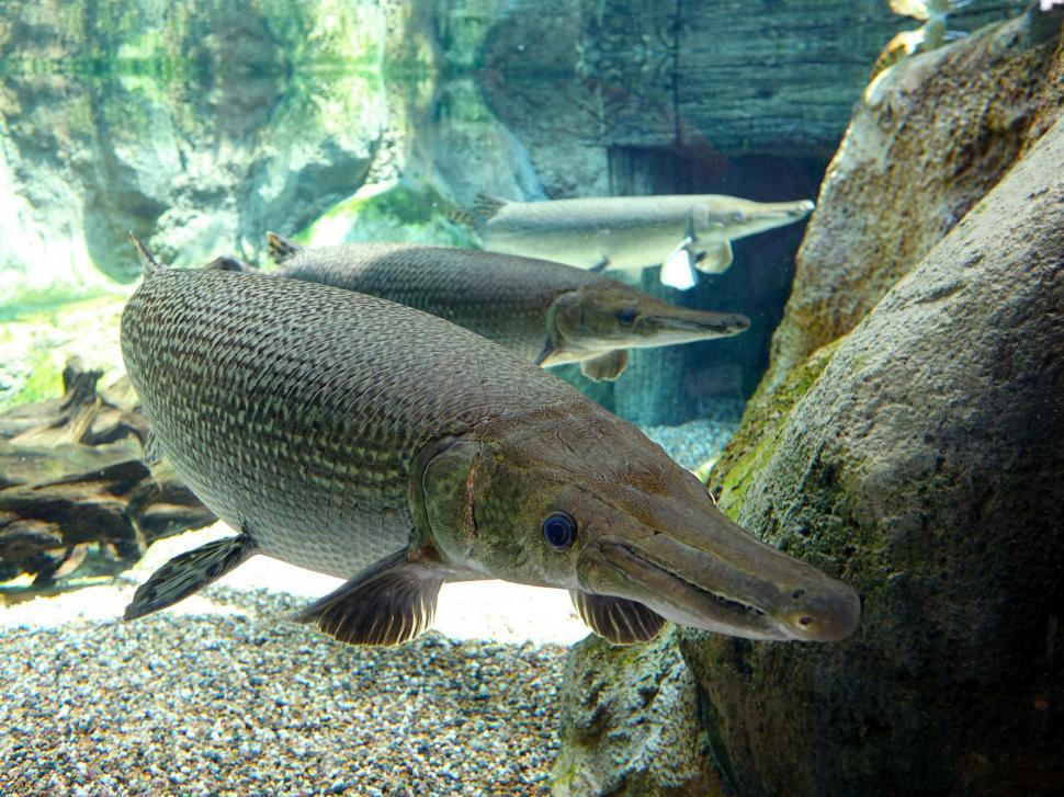 Free Stock Photo Of Large Fish Swimming In Aquarium 