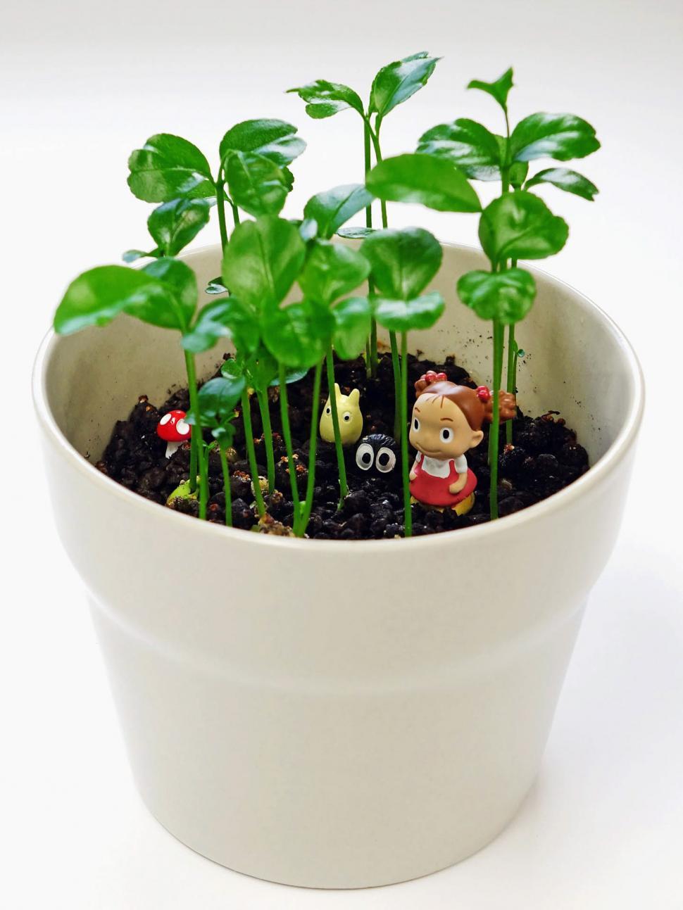 Free Image of White Pot Filled With Plants on White Table 