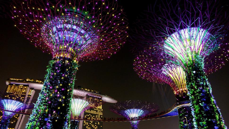 Free Image of Tall Trees With Lights 