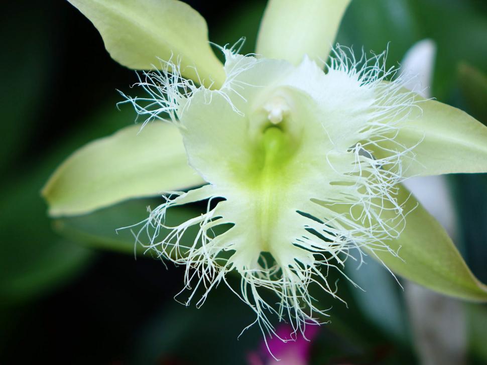 Free Image of Close Up of a Flower With Blurry Background 