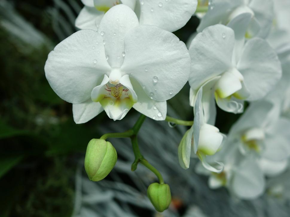 Free Image of Close Up of a White Flower With Water Droplets 