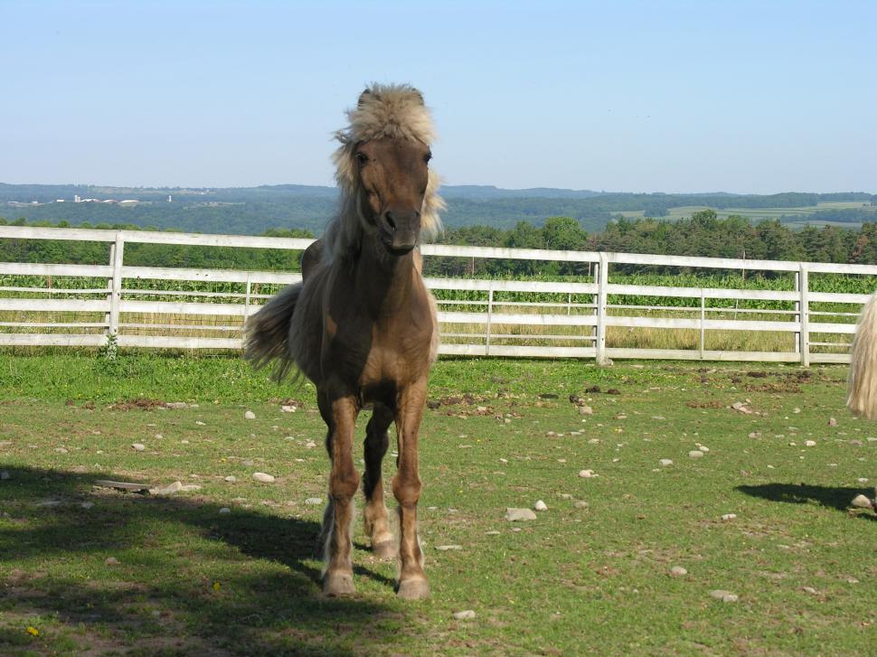 Free Image of Bad hair day 