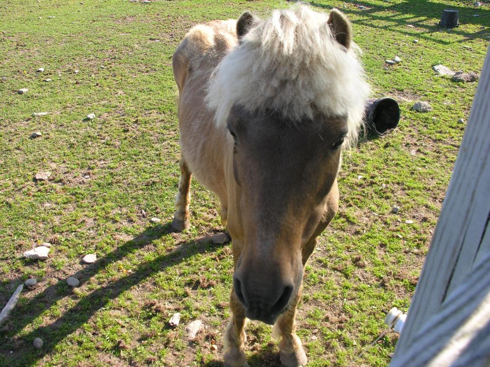 Free Image of Bad hair day 